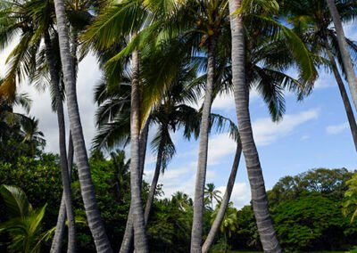 Hawaii-Big Island-Palms