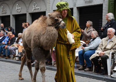 Bruges - Young Camel Feeding being coaxed to join the Parade with a bottle of warm milk